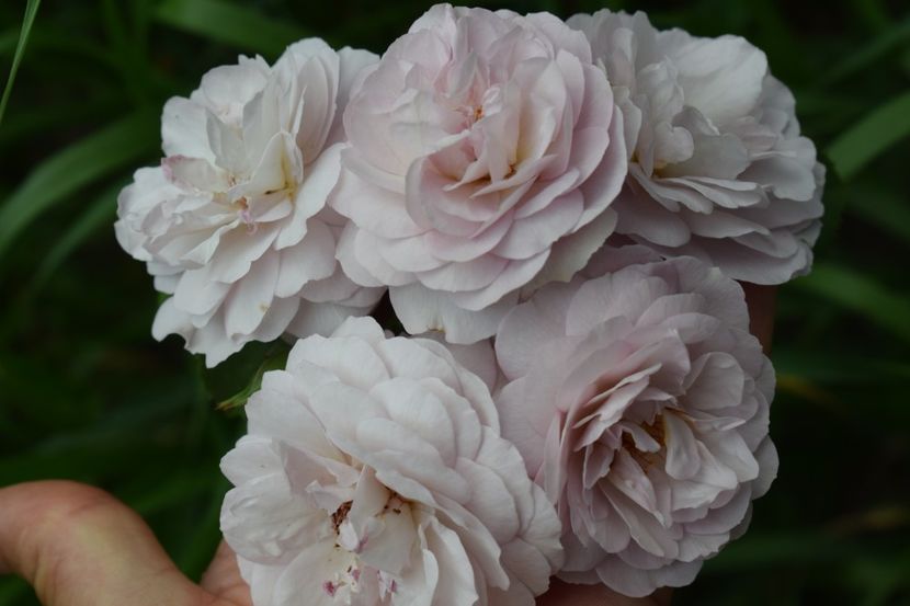  - TRANDAFIR VARA 2018 IV