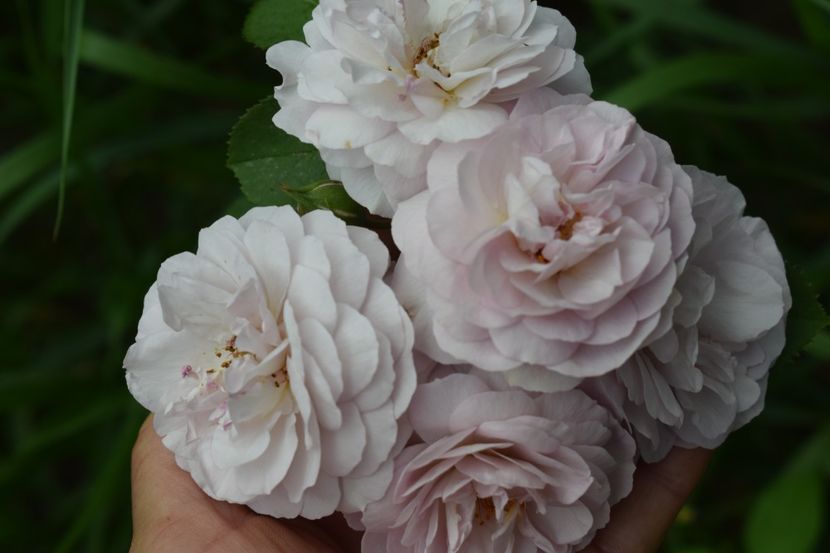  - TRANDAFIR VARA 2018 IV