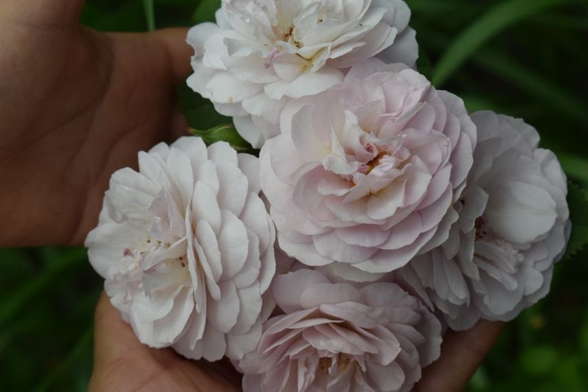  - TRANDAFIR VARA 2018 IV