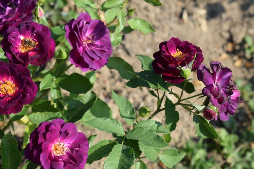  - TRANDAFIR VARA 2018 IV