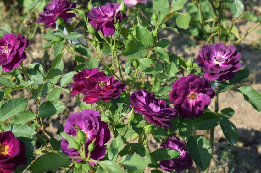  - TRANDAFIR VARA 2018 IV