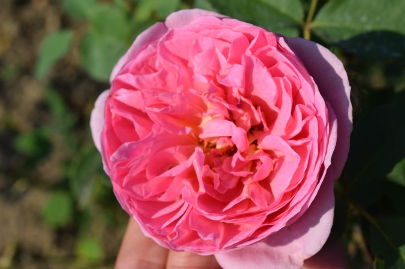  - TRANDAFIR VARA 2018 IV