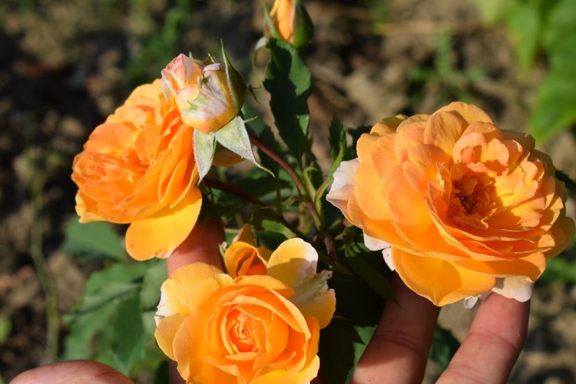  - TRANDAFIR VARA 2018 IV