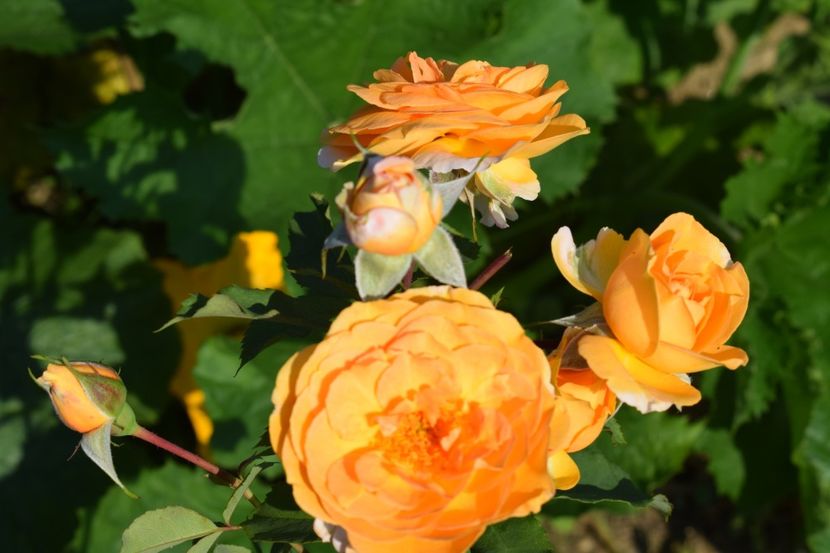  - TRANDAFIR VARA 2018 IV