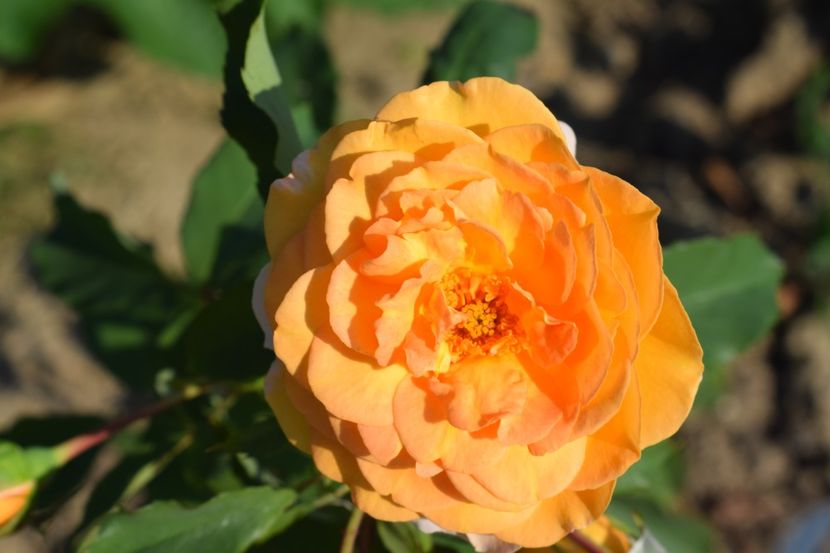  - TRANDAFIR VARA 2018 IV