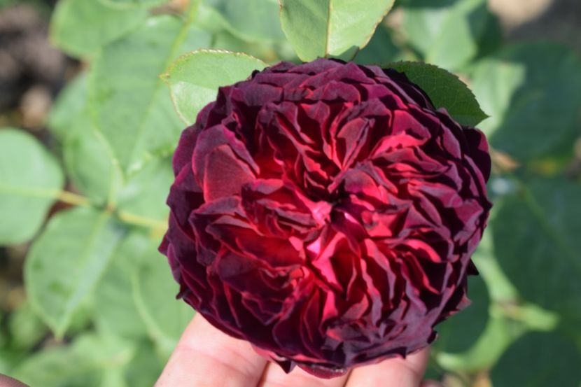  - TRANDAFIR VARA 2018 IV