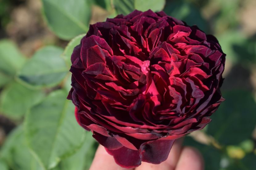  - TRANDAFIR VARA 2018 IV