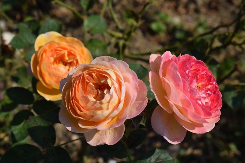  - TRANDAFIR VARA 2018 IV