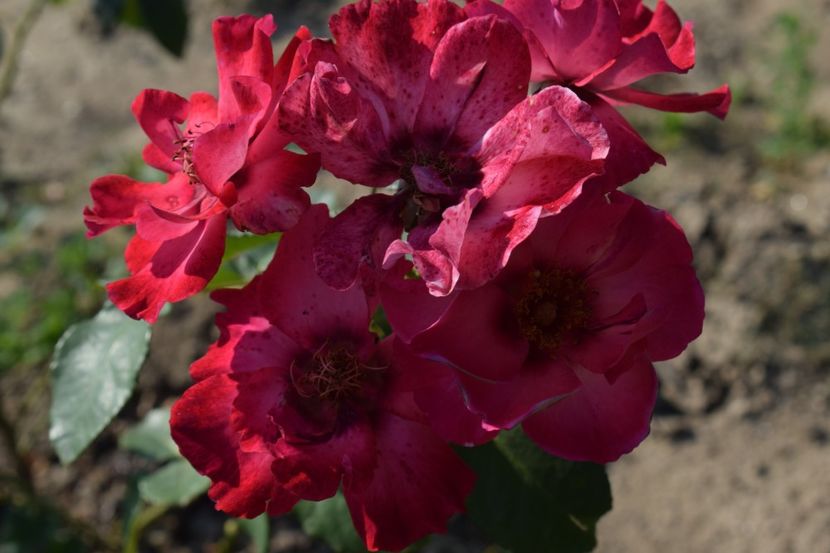  - TRANDAFIR VARA 2018 IV