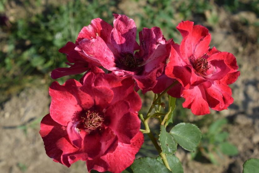  - TRANDAFIR VARA 2018 IV