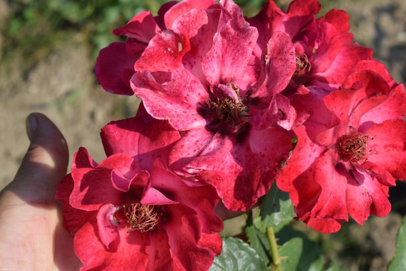  - TRANDAFIR VARA 2018 IV