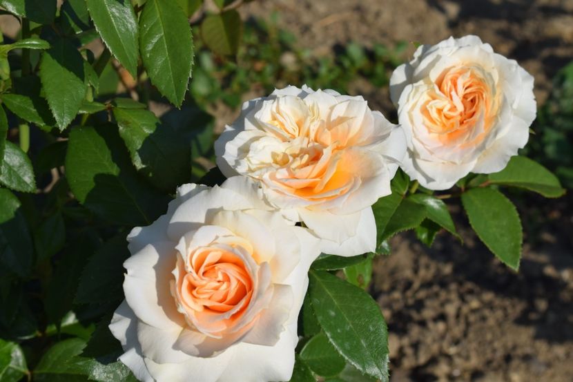  - TRANDAFIR VARA 2018 IV