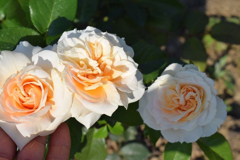  - TRANDAFIR VARA 2018 IV