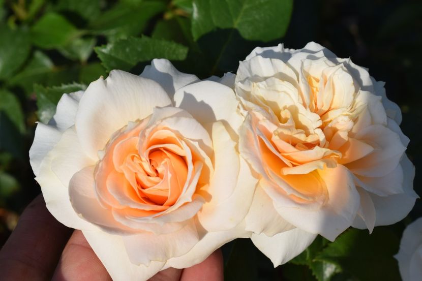  - TRANDAFIR VARA 2018 IV