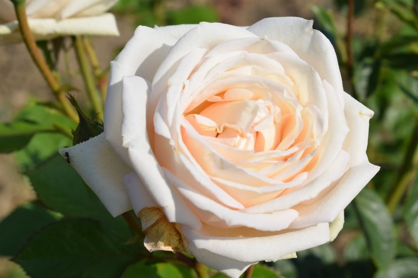  - TRANDAFIR VARA 2018 IV