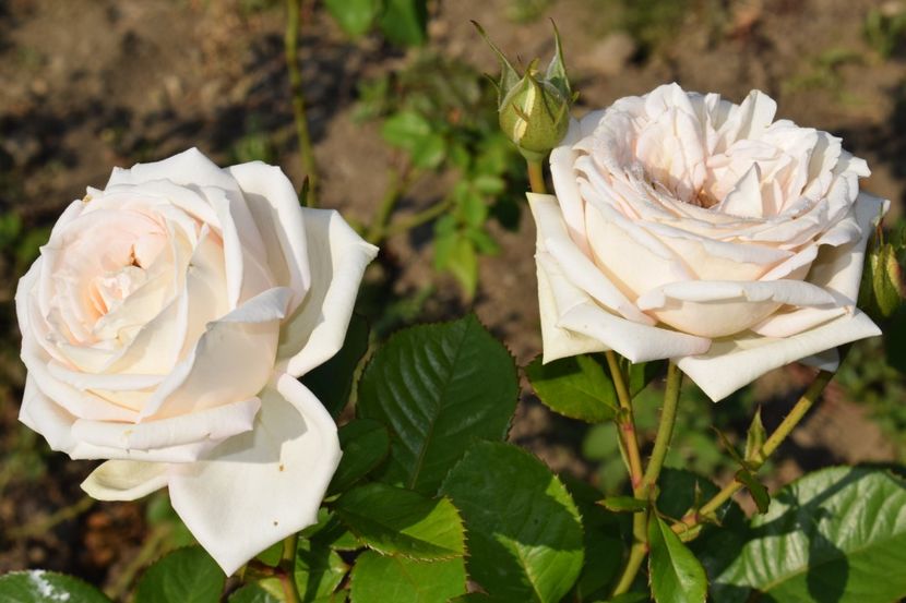  - TRANDAFIR VARA 2018 IV