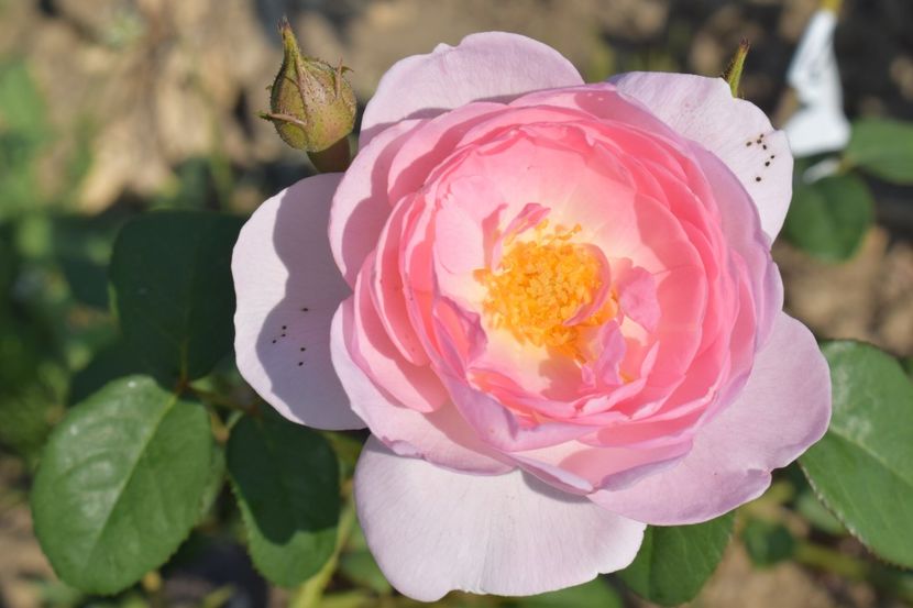  - TRANDAFIR VARA 2018 IV