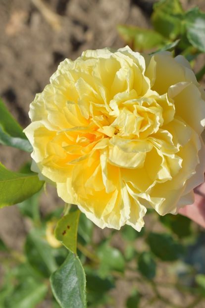  - TRANDAFIR VARA 2018 IV