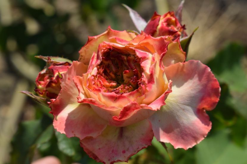  - TRANDAFIR VARA 2018 IV