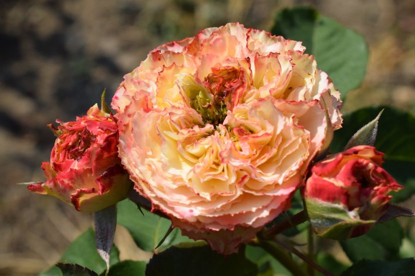  - TRANDAFIR VARA 2018 IV