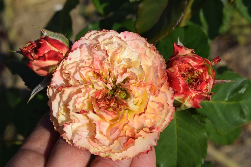  - TRANDAFIR VARA 2018 IV