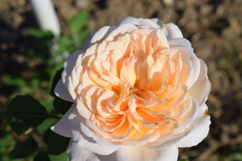  - TRANDAFIR VARA 2018 IV