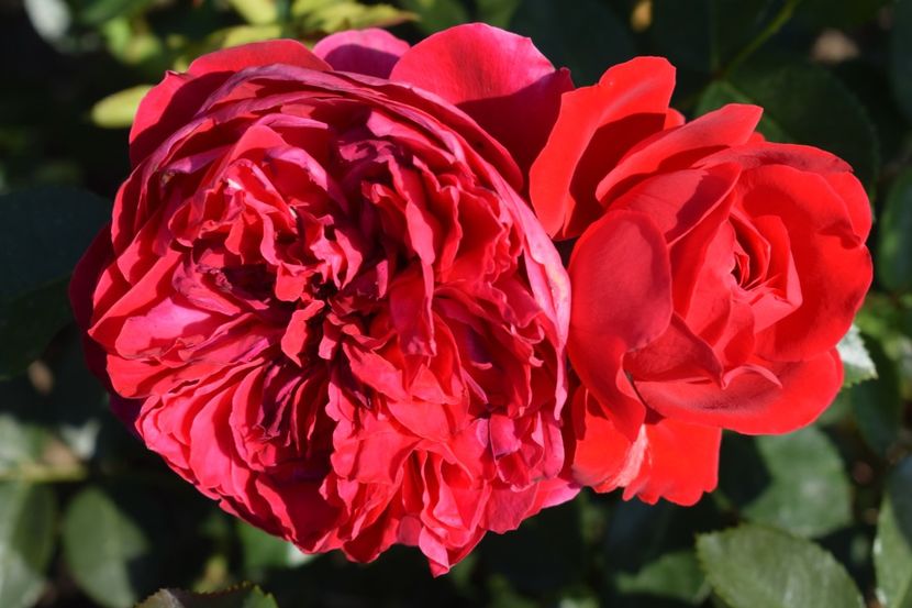  - TRANDAFIR VARA 2018 IV