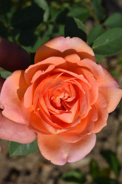  - TRANDAFIR VARA 2018 IV