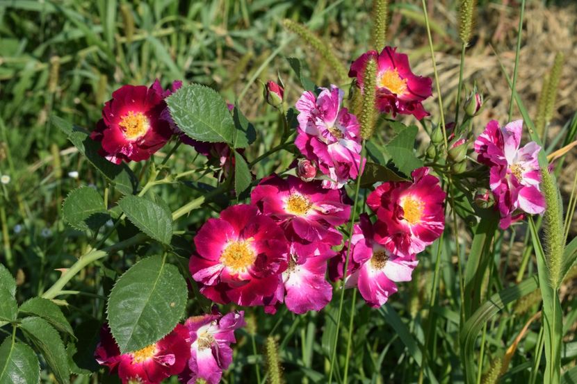  - TRANDAFIR VARA 2018 IV