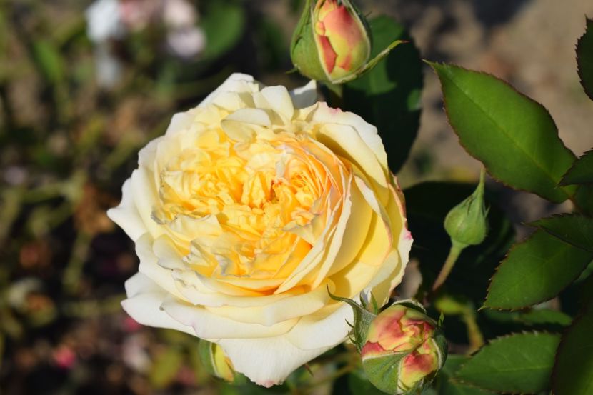  - TRANDAFIR VARA 2018 IV