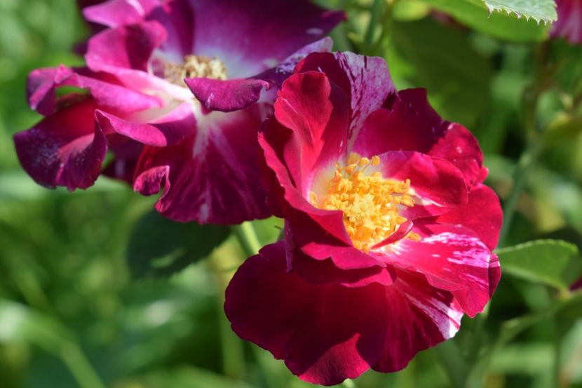  - TRANDAFIR VARA 2018 IV