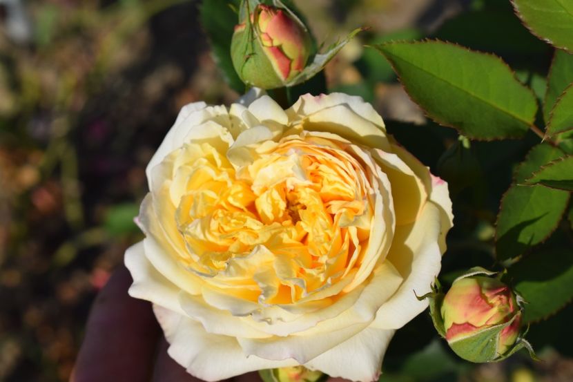  - TRANDAFIR VARA 2018 IV