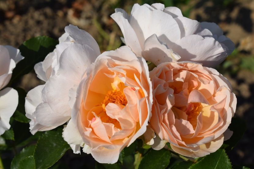  - TRANDAFIR VARA 2018 IV