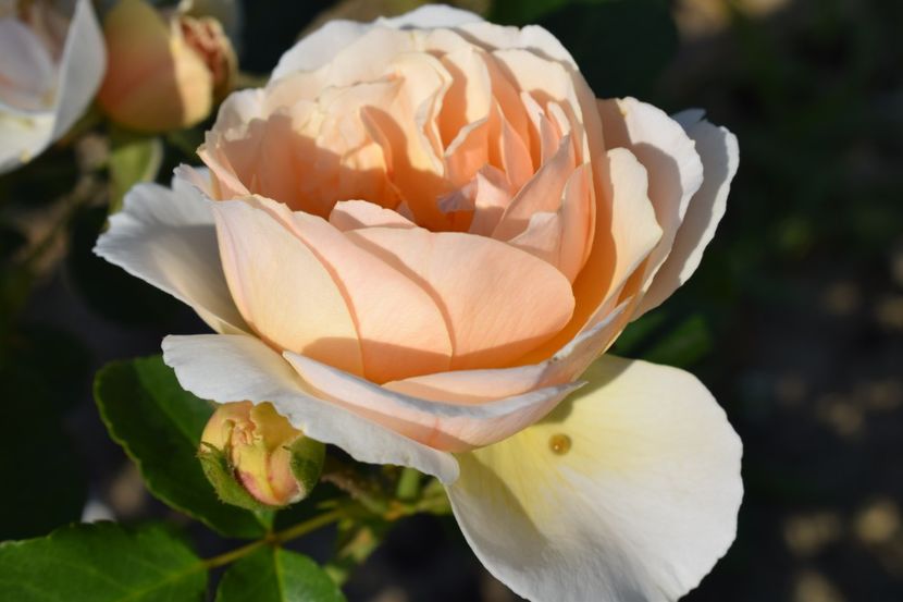  - TRANDAFIR VARA 2018 IV