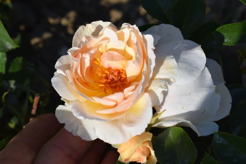  - TRANDAFIR VARA 2018 IV