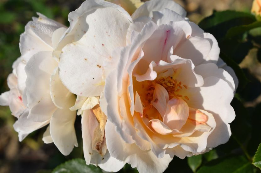  - TRANDAFIR VARA 2018 IV