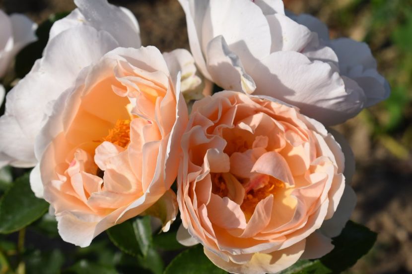  - TRANDAFIR VARA 2018 IV