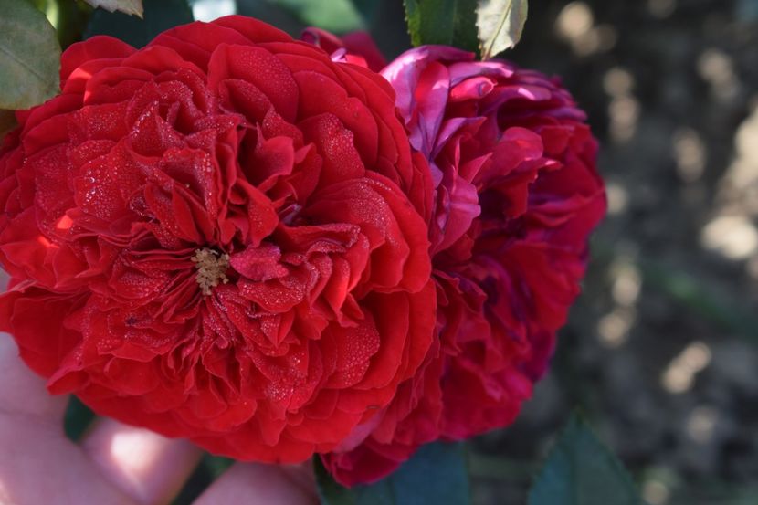  - TRANDAFIR VARA 2018 IV