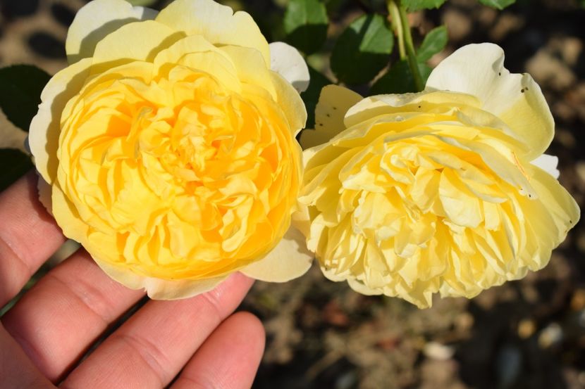  - TRANDAFIR VARA 2018 IV