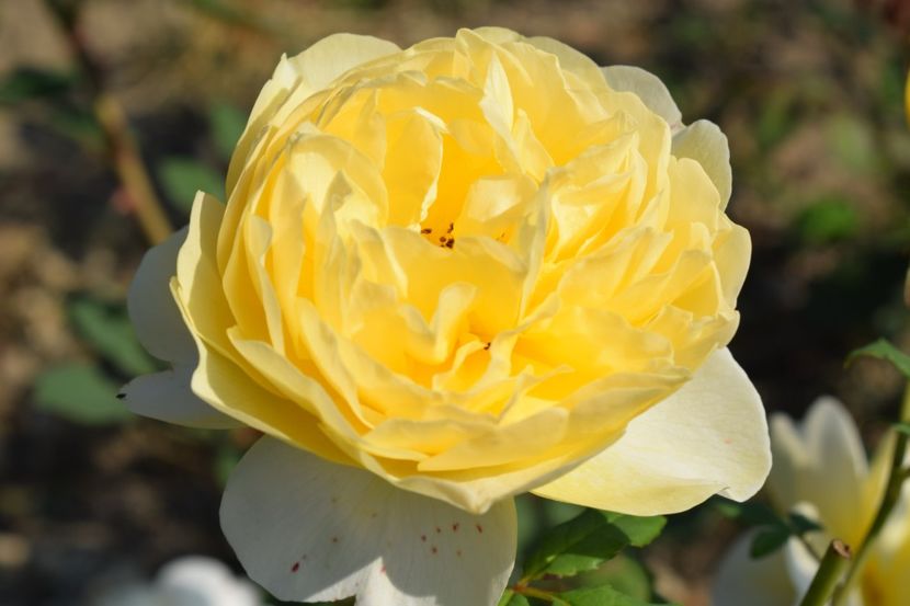  - TRANDAFIR VARA 2018 IV