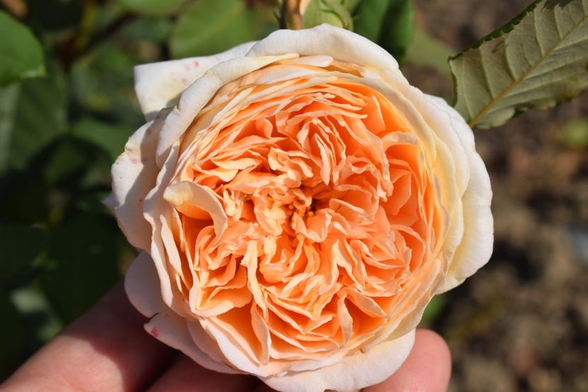  - TRANDAFIR VARA 2018 IV