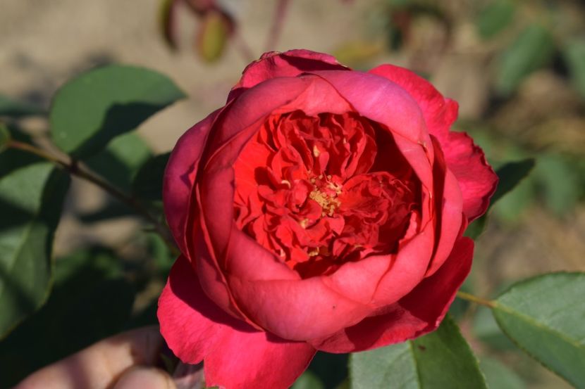  - TRANDAFIR VARA 2018 IV