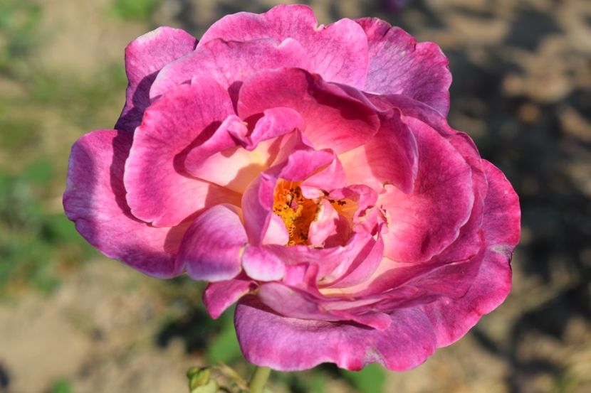  - TRANDAFIR VARA 2018 IV