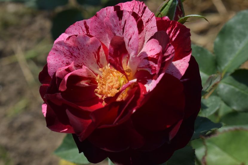  - TRANDAFIR VARA 2018 IV