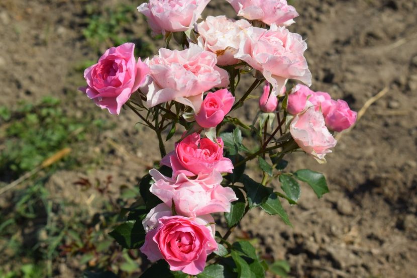  - TRANDAFIR VARA 2018 IV