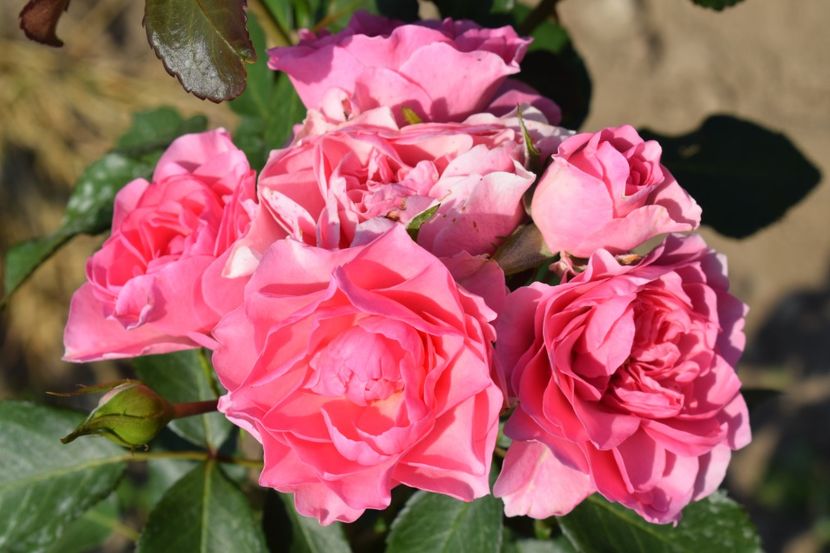  - TRANDAFIR VARA 2018 IV