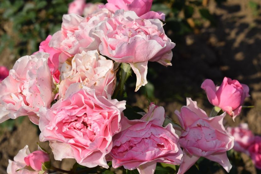  - TRANDAFIR VARA 2018 IV