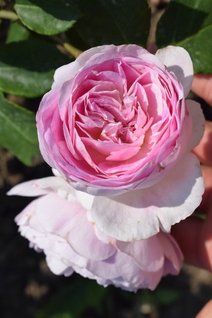  - TRANDAFIR VARA 2018 IV