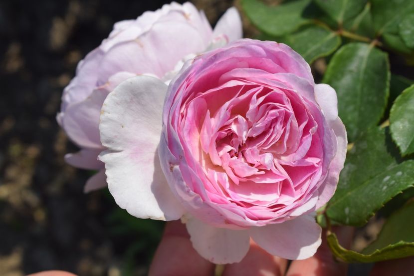  - TRANDAFIR VARA 2018 IV