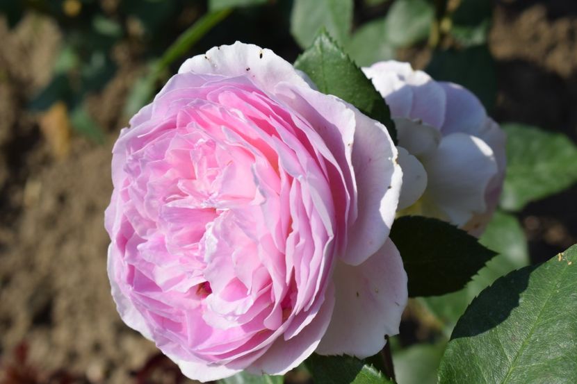  - TRANDAFIR VARA 2018 IV